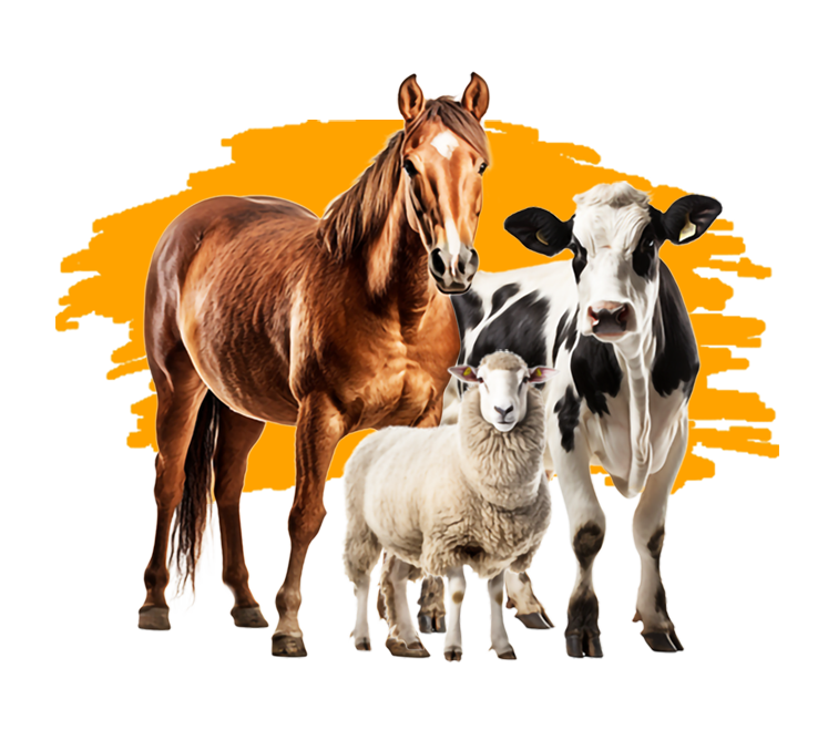 Cow,Horse and Sheep (1)