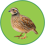 Quail