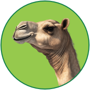 Camel